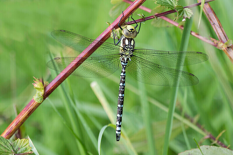 Southern Hawker - Dragonflies and Damselflies