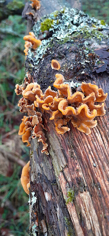 Hairy Curtain Crust - Coral and Crusts