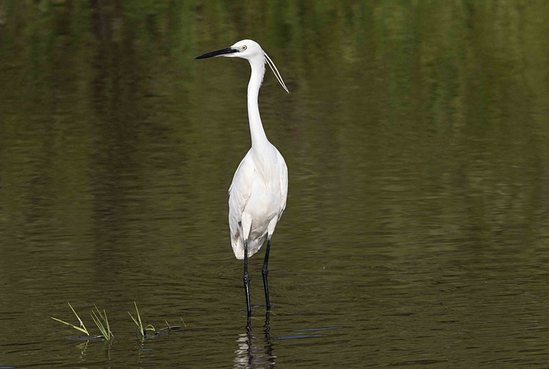 Little Egret - Lesvos 2015