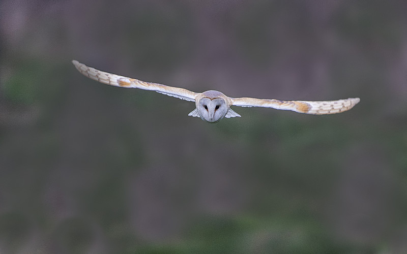 Barn Owl - Norfolk Winter 2016