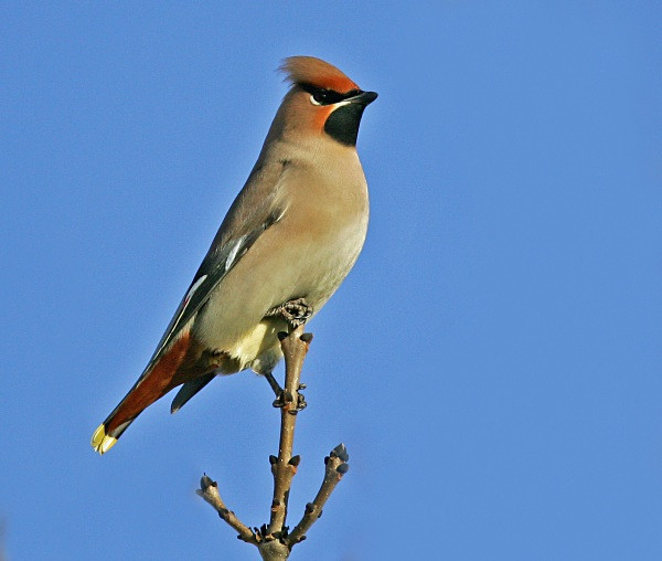 Waxwing - Cuckoos, Shrikes & Waxwings