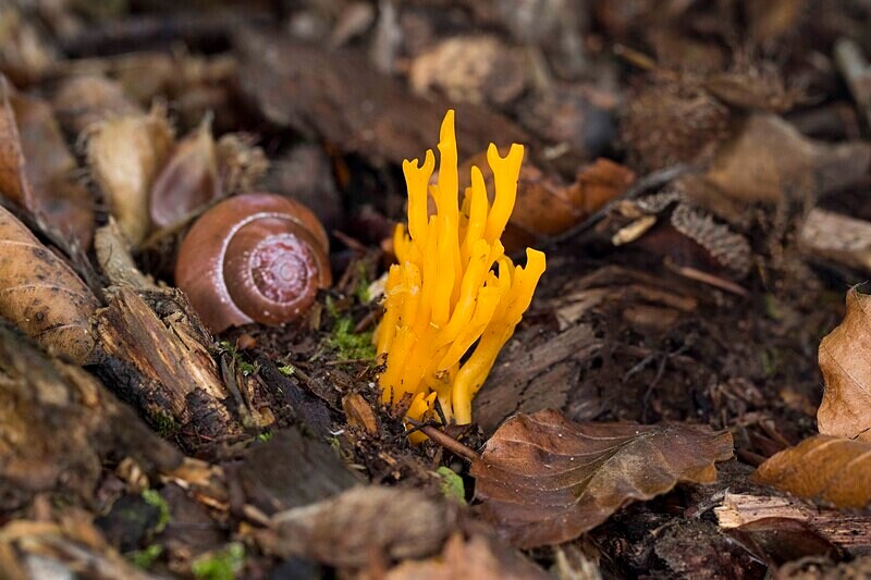 Yellow Staghorn - Coral and Crusts