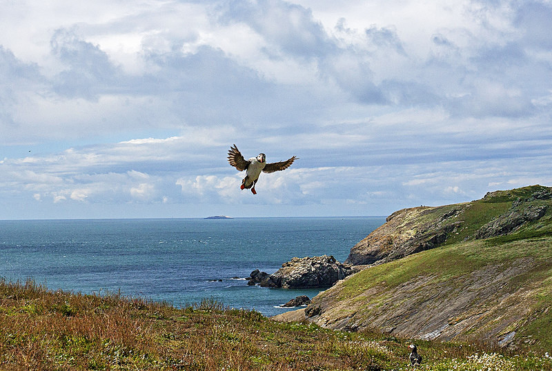 Puffin in flight - Skomer Island July 2014