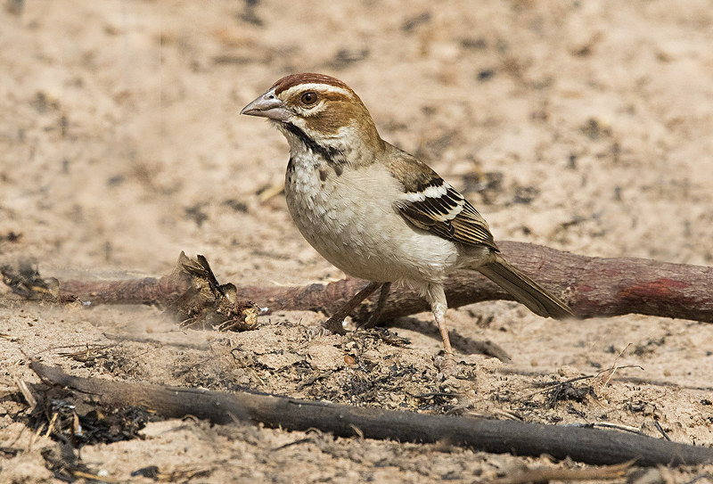 Chesnut-backed Sparrow Lark. - The Gambia 2018