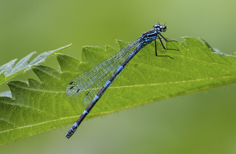 Variable Damselfy - Dragonflies and Damselflies