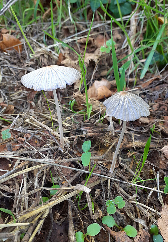 Pleated Inkcap - Caps