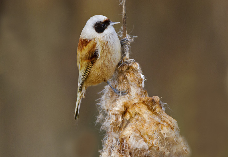 Male Penduline Tit - Penduline Tit