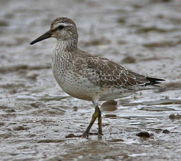 Knot - Waders and Plovers
