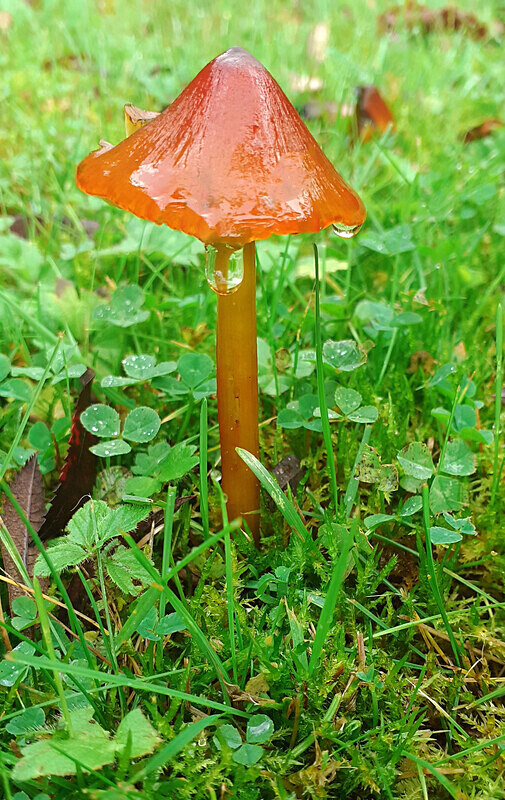 Blackening Waxcap - Waxcaps