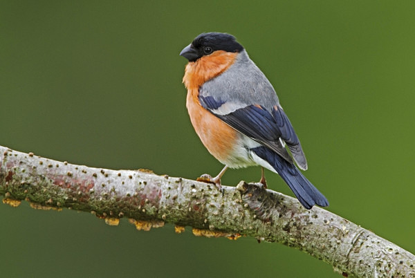 Bullfinch - Middlewood Nature Reserve