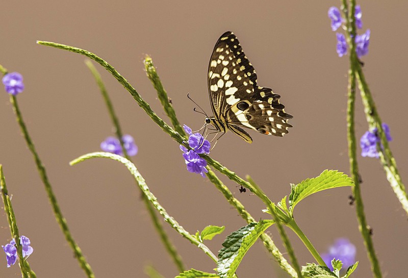 Citrus Swallowtail. - The Gambia 2018