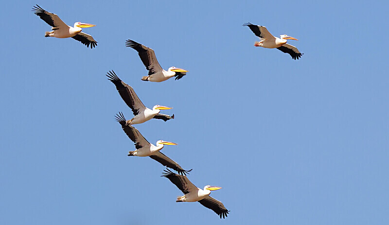 Great White Pelicans - The Gambia Januarry 2026