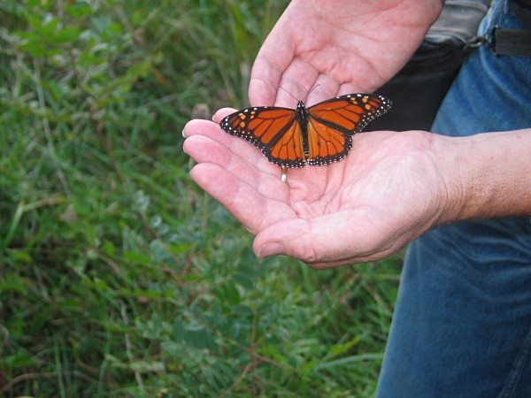 Monarch butterfly (Cape May, USA) - From around the world