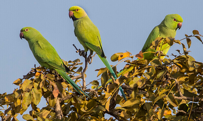 Rose Ringed Parakeets - The Gambia Nov/Dec 2023