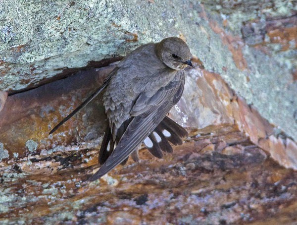 Crag Martin - Extremadura, Spain