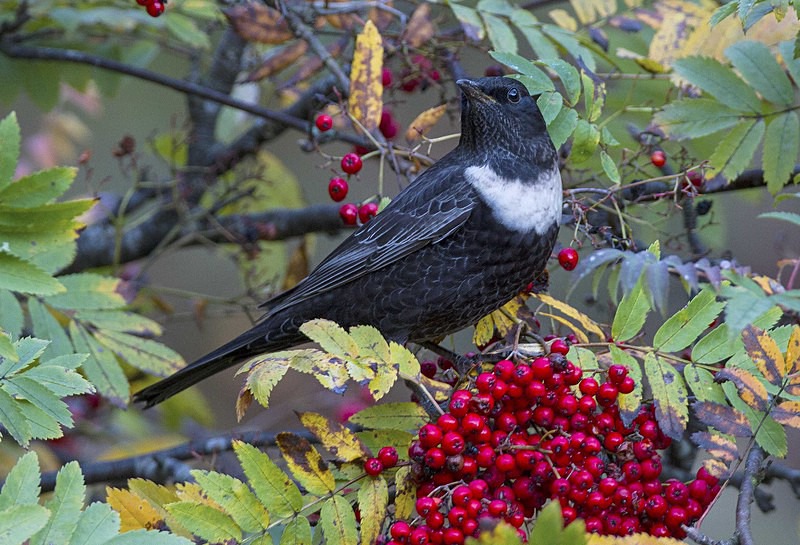Male Ring Ouzel - Thrushes & Ouzels