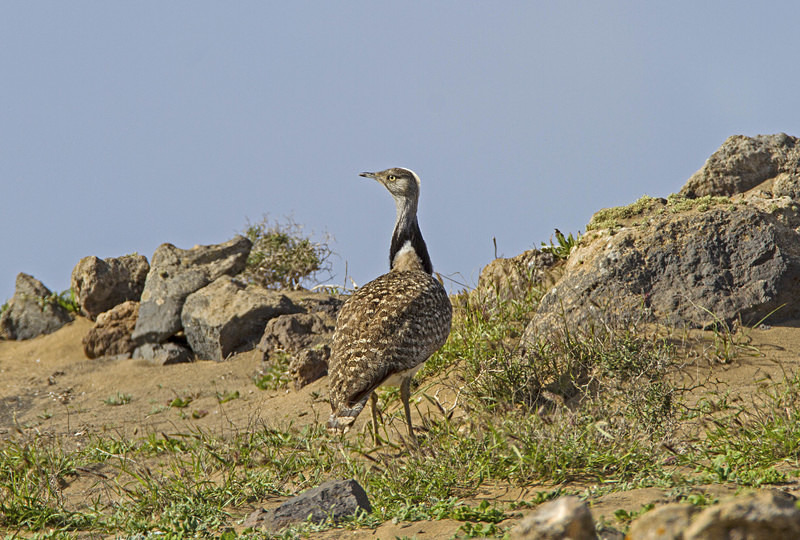 Houbara Bustard - Lanzarote