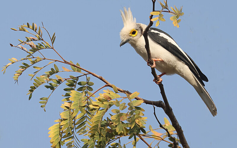 White Crested Helmet Shrike - The Gambia Januarry 2026