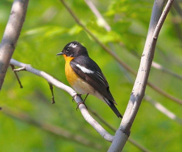 Mugimaki Flycatcher - China Birds