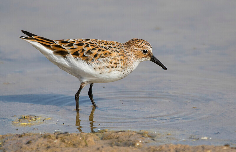 Little Stint - Lesvos May 2022
