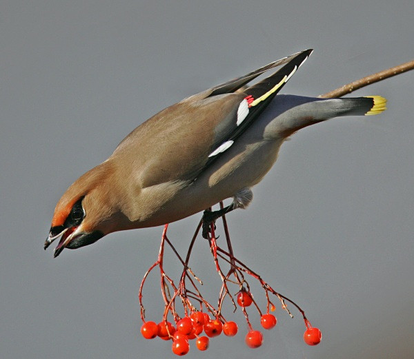 Waxwing - Cuckoos, Shrikes & Waxwings