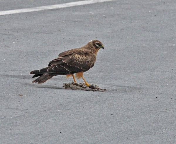 Pallid Harrier - Cyprus Birds