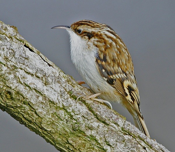 Treecreeper - Middlewood Nature Reserve
