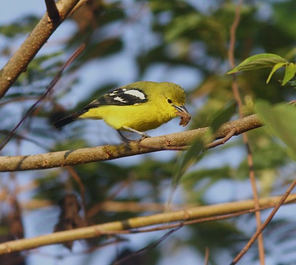 Common Iora - Indian Birds