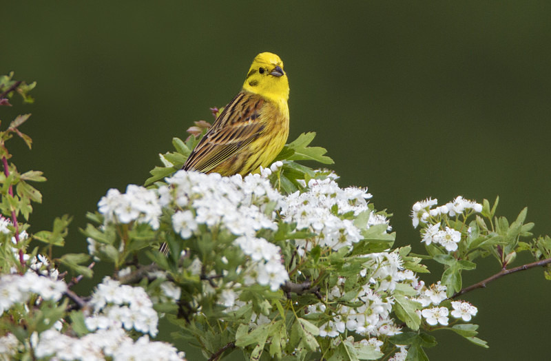 Yellowhammer - Buntings