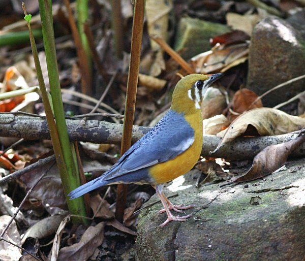 Orange Headed Thrush - Indian Birds