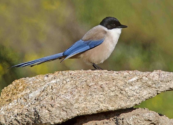 Azure Winged Magpie - Extremadura, Spain