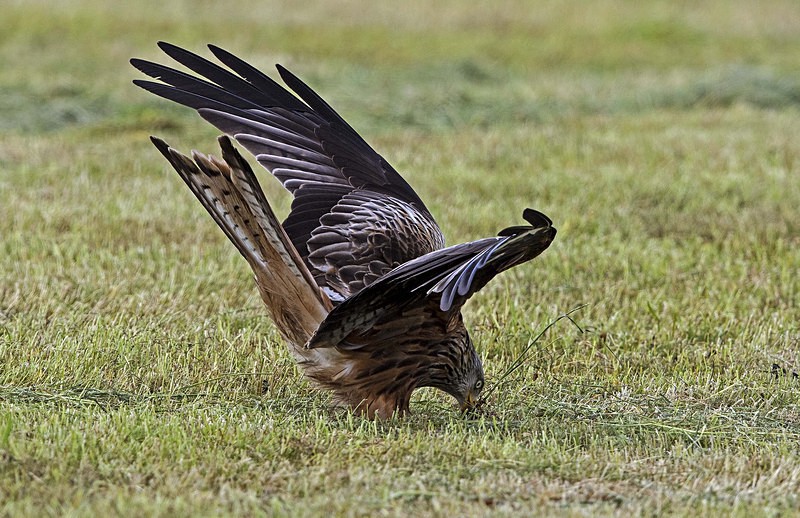 Red Kite - Owls, Raptors, Corvids & Doves