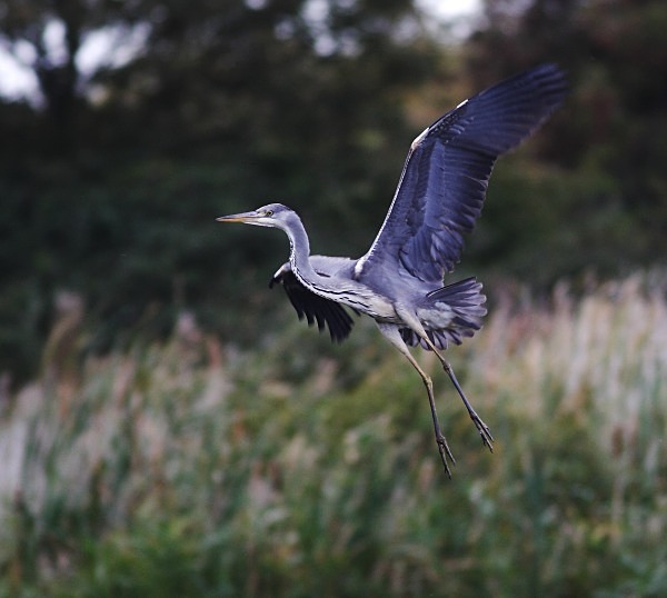 Grey Heron - Norfolk, Autumn 2011