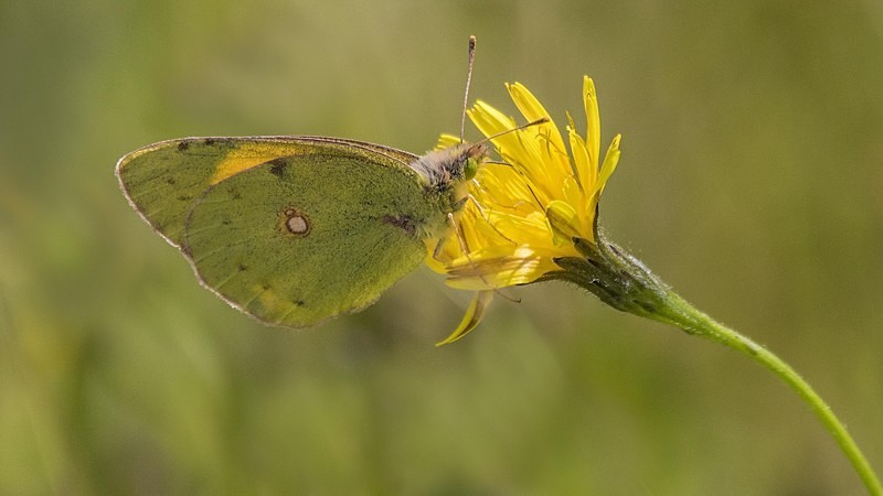 Clouded Yellow - Butterflies