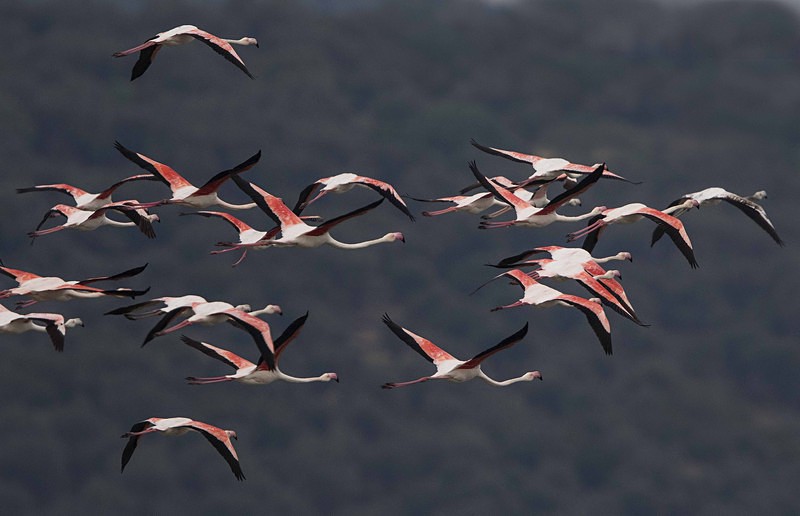 Flamingoes - Lesvos 2015
