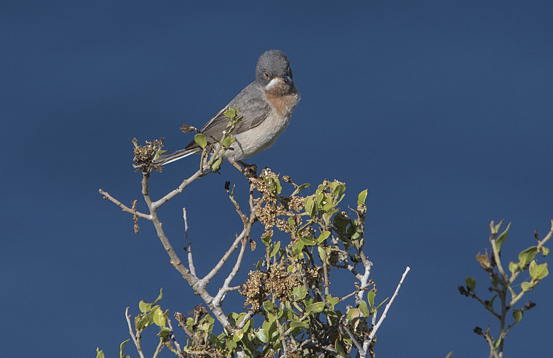Sub Alpine Warbler - Lesvos 2015