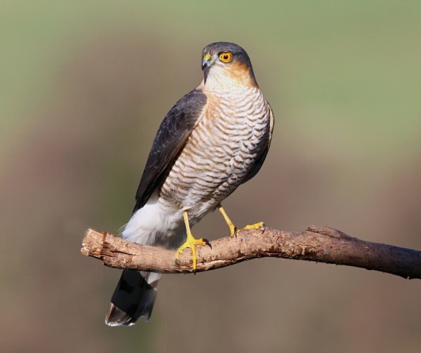 Sparrowhawk - Owls, Raptors, Corvids & Doves