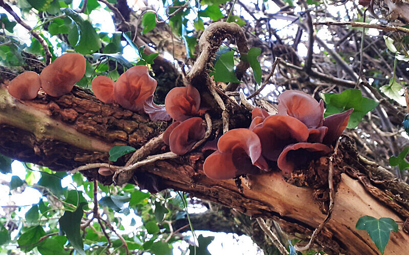 Jelly Ear - Jelly's