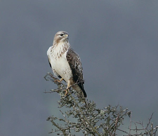 Common Buzzard - Middlewood Nature Reserve