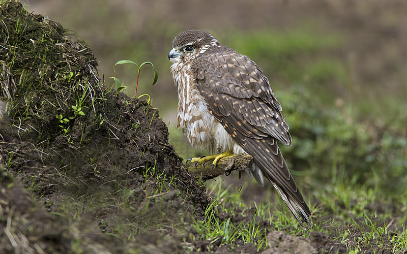 Female Merlin - Owls, Raptors, Corvids & Doves
