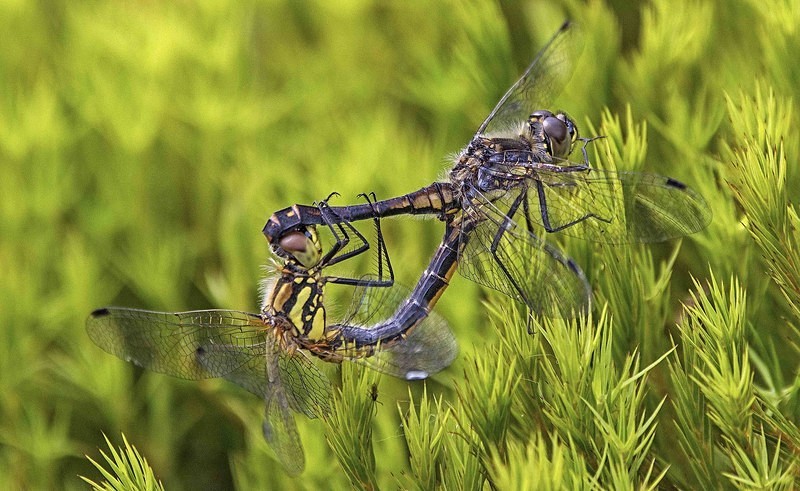 Black Darters - Dragonflies and Damselflies