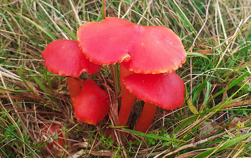 Scarlet Waxcaps - Waxcaps