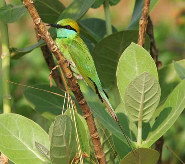 Green Bee Eater - Indian Birds
