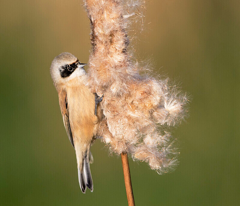 Male Penduline Tit - Crests & Tits