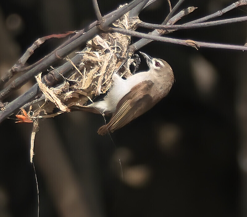 Brown Sunbird - The Gambia Januarry 2026
