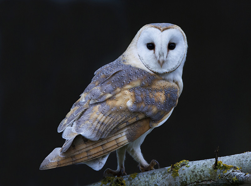 Barn Owl (Male) - Selection Box