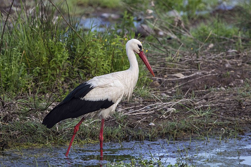 White Stork - Lesvos 2015