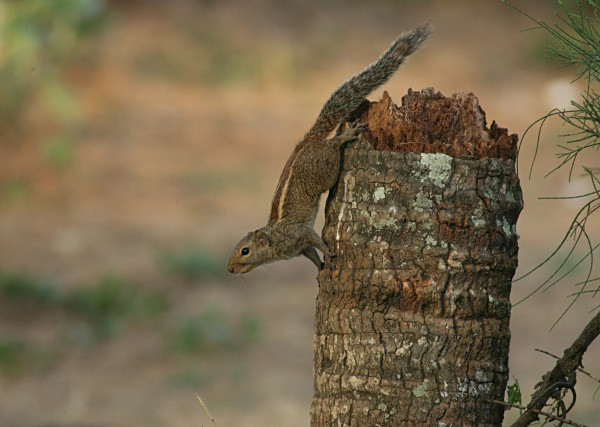 Three Striped Palm Squirrel (India) - From around the world