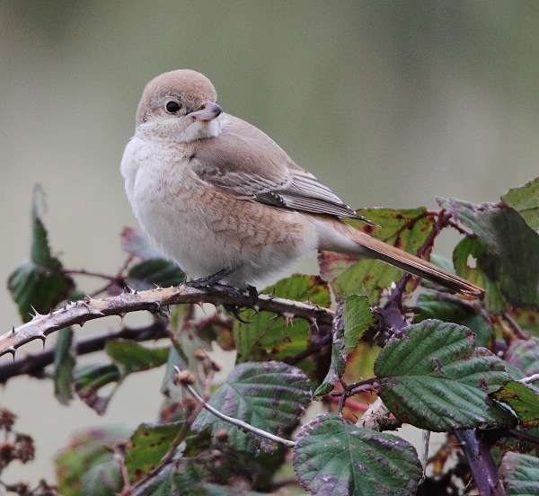 Isabelline Daurian Shrike - Norfolk, Autumn 2011