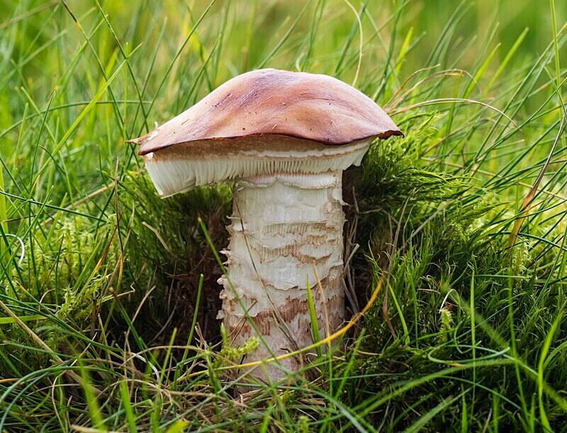 Blusher - Caps